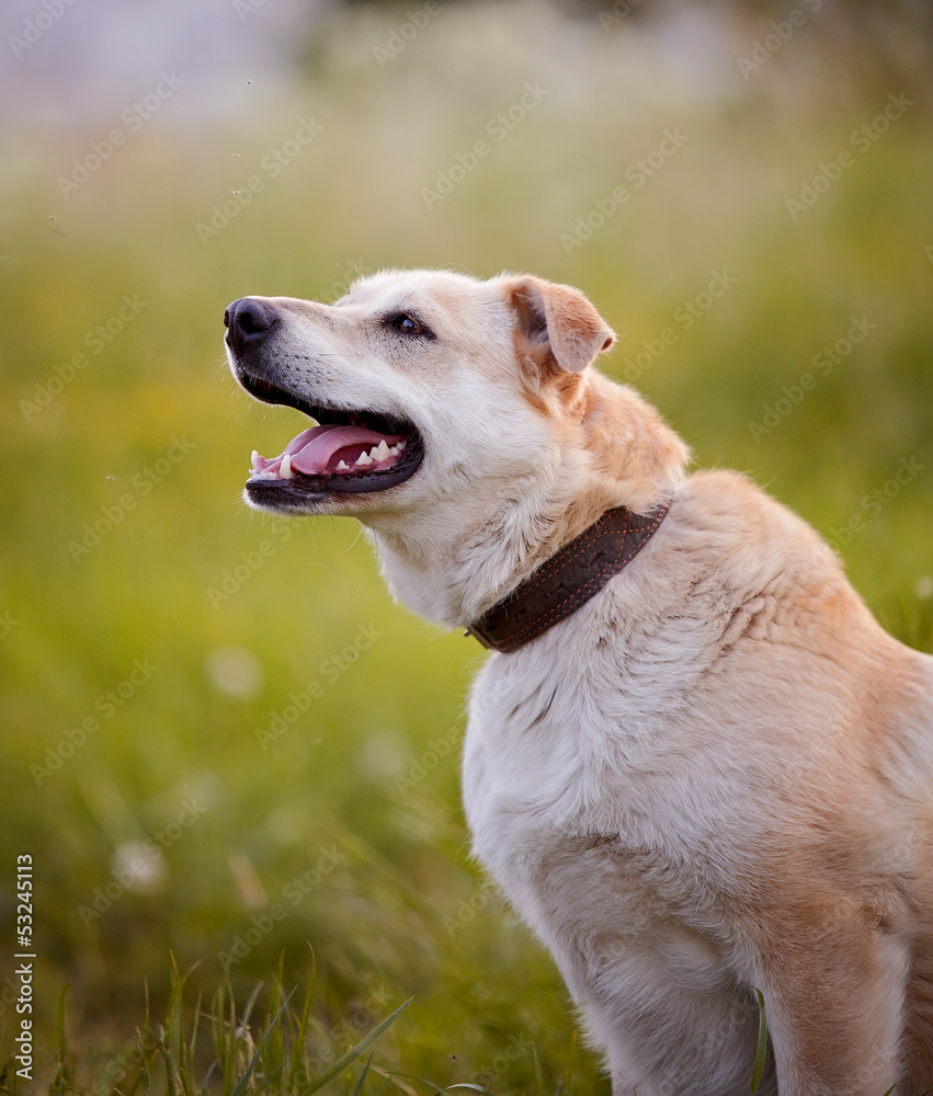 Portrait of a beige not purebred dog.