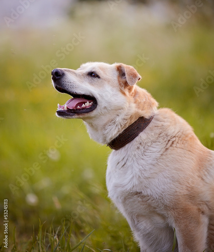 Portrait of a beige not purebred dog.