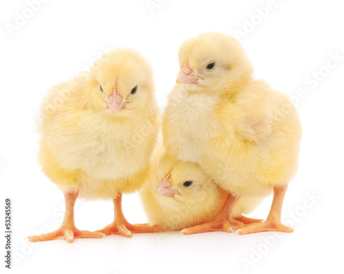 three cute chicks isolated on white
