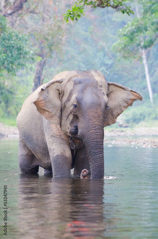 Fototapeta premium Single Elephant in river