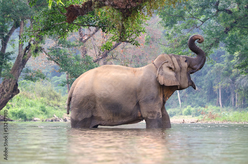 Single Elephant in river