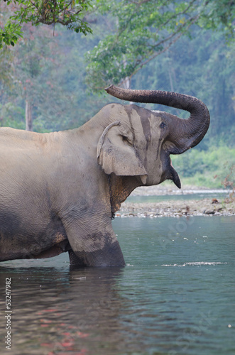 Single Elephant in river