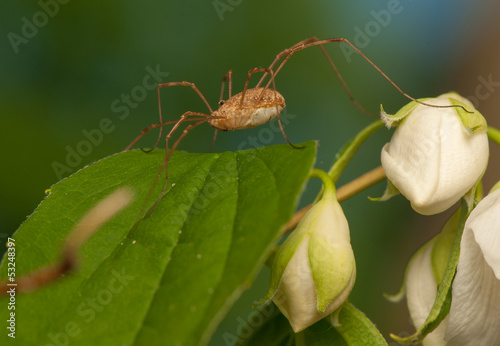 Opiliones photo