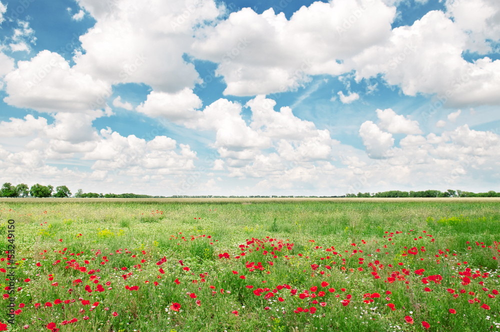 beautiful wheat field and blue cloudy sky