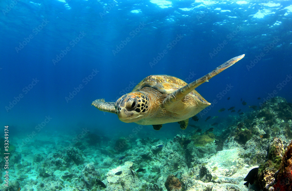 Fototapeta premium Green sea turtle swimming underwater
