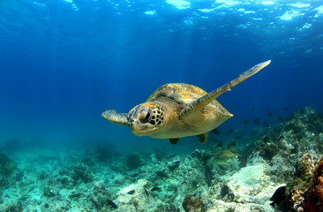 Sierkussen Schildpad Groene zeeschildpad onderwater in blauw  © Longjourneys