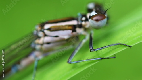 Speer-Azurjungfer - Zoom zwischen Körper und Auge photo