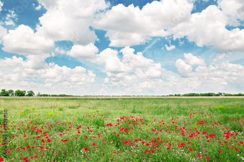 beautiful wheat field and blue cloudy sky © alinamd