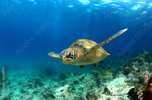 Fotografie, Obraz Green sea turtle swimming underwater
