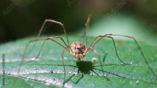 Weberknecht - Rilana triangularis - Makro photo