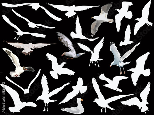 gulls collection on black background