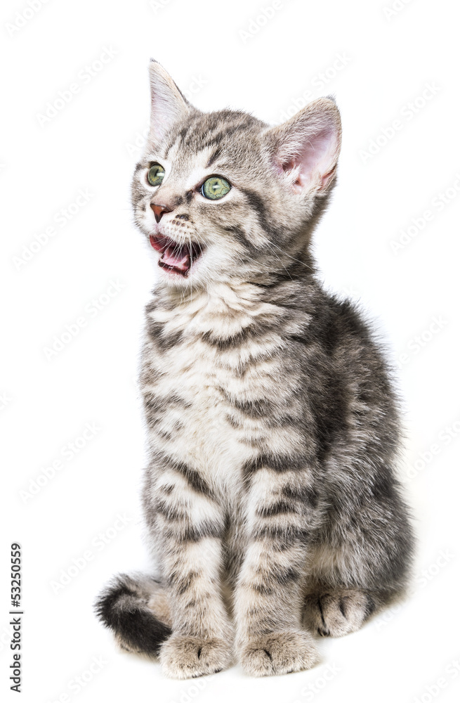 little kitten isolated on a white background little kitten isolated on a white background