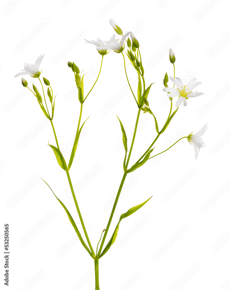 Fototapeta premium Stellaria flowers isolated on white