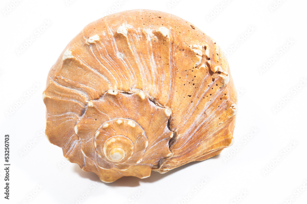 Seashell