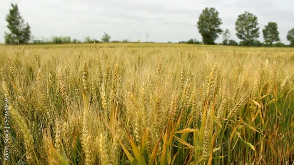 barley field barley field
