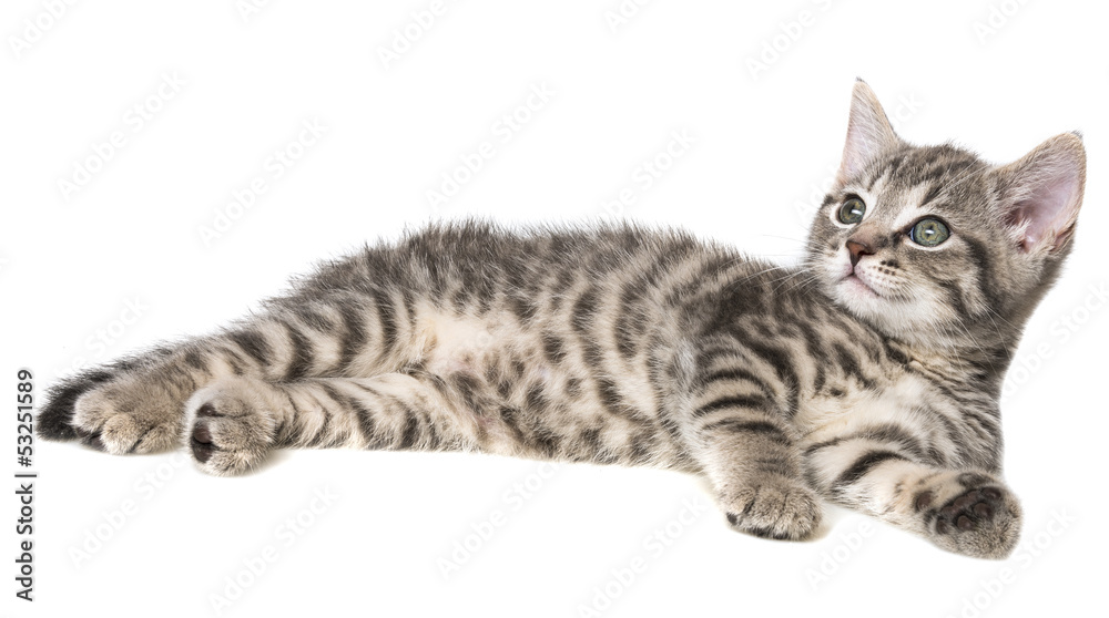 cute kitten isolated on a white background cute kitten isolated on a white background
