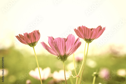 Beautiful Floral Flower Background design © freebreath