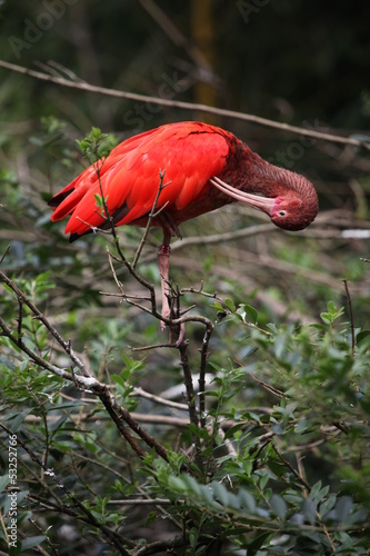 L'ibis rouge. © koenig foto