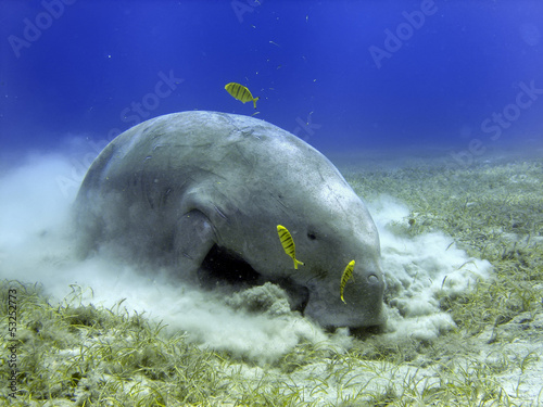 Isolated Dugongo Sea Cow while digging sand for food