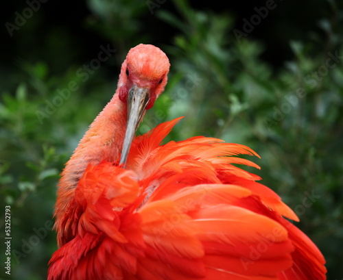 Plumage de l'ibis rouge.