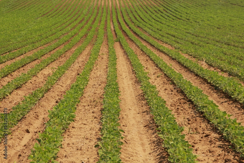 Rows of soy Rows of soy
