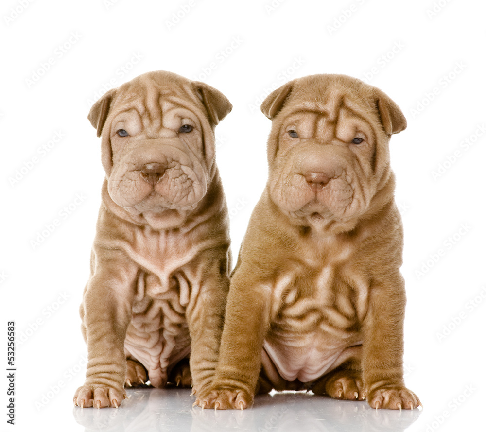 two shar pei puppies looking at camera. isolated on white 