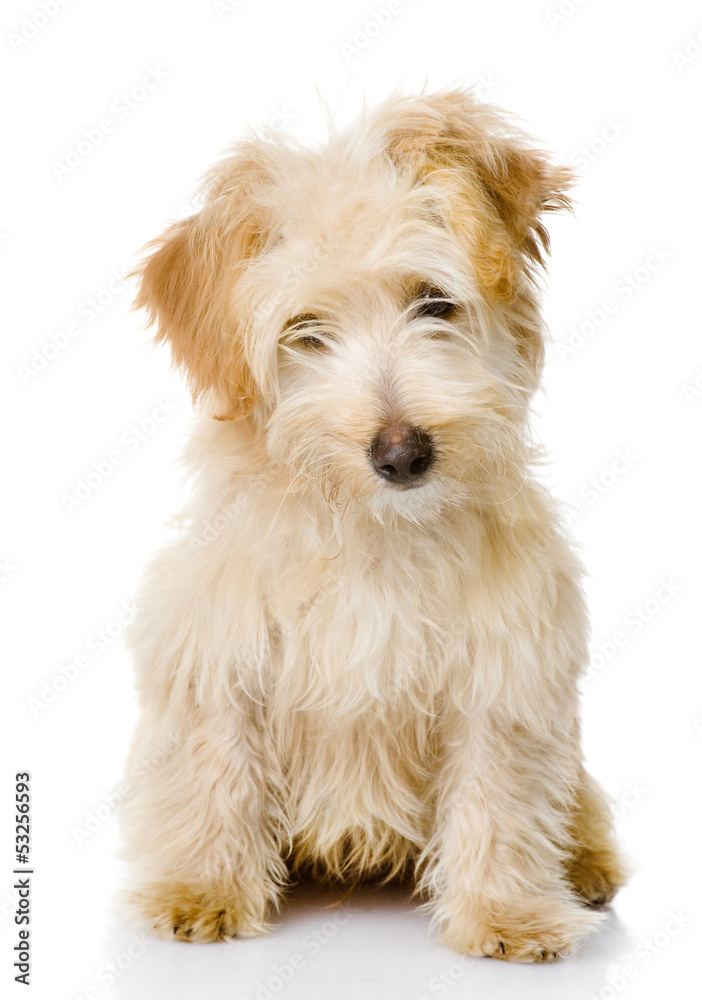 puppy dog looking at camera. isolated on white background puppy dog looking at camera. isolated on white background