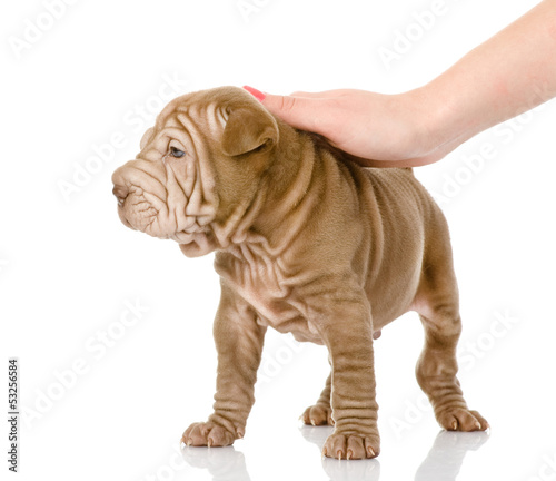 female hand patting sharpei puppy dog. isolated on white 