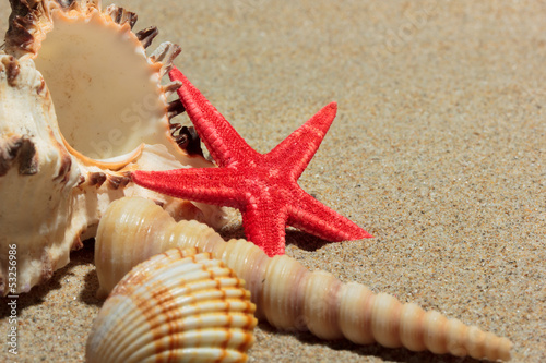 Seashell and Starfish on the beach