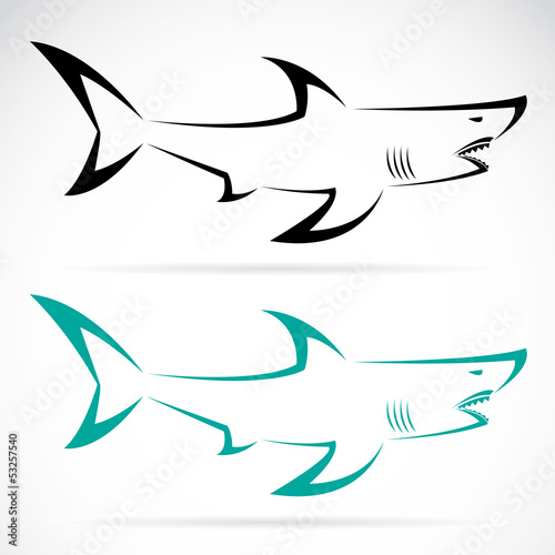 Vector image of an shark on a white background