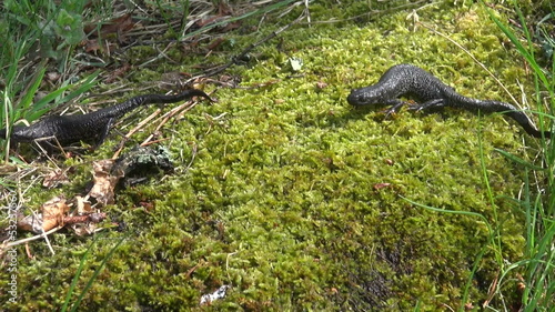 two Great Crested Newt (Triturus cristatus) on  spring moss