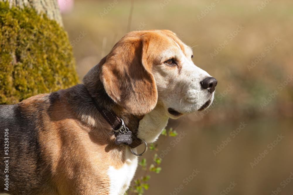 Close-up of beagle dog in park.