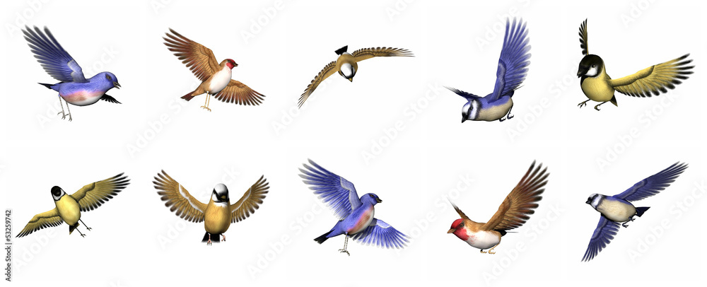 Set of finch birds - 3D render Set of finch birds - 3D render