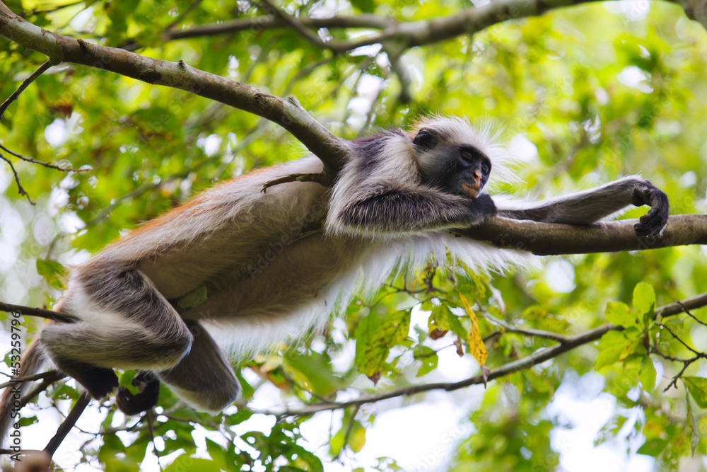 Fototapeta premium red colobus monkey sleeping