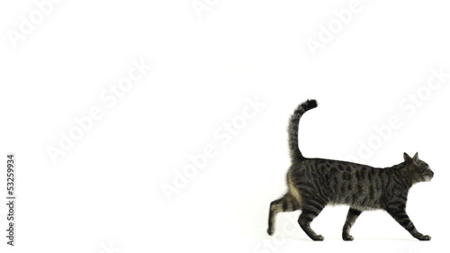 Slow motion of a cat walking
