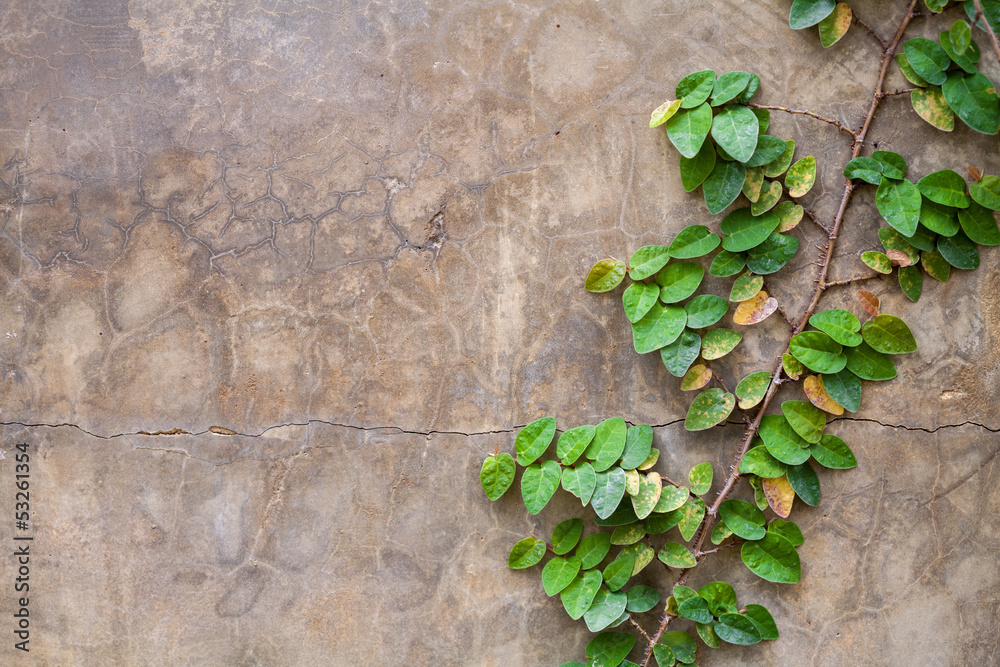 Background old wall and ivy leaves Background old wall and ivy leaves
