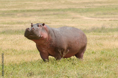 Wildlife in Africa  Hippo