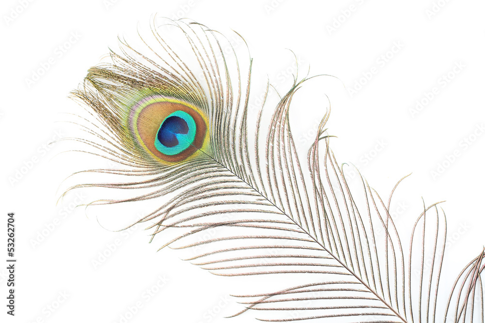 Fototapeta premium pluma de pavo