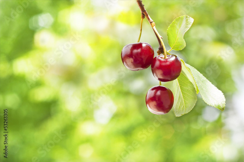 Fresh Cherries