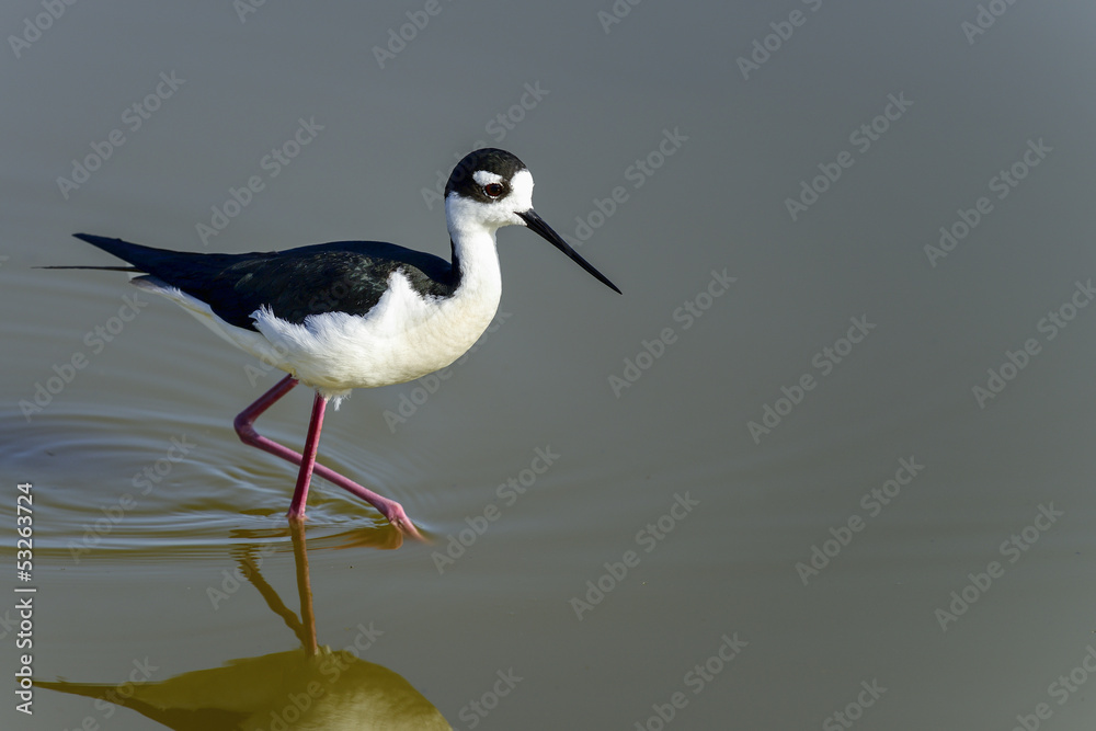 black-necked stilt, don edwards nwr, ca black-necked stilt, don edwards nwr, ca