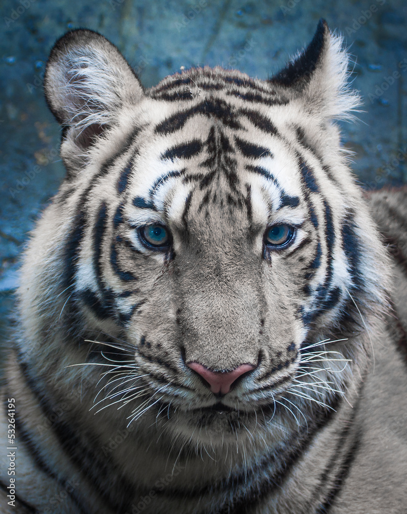 Obraz premium Tiger page