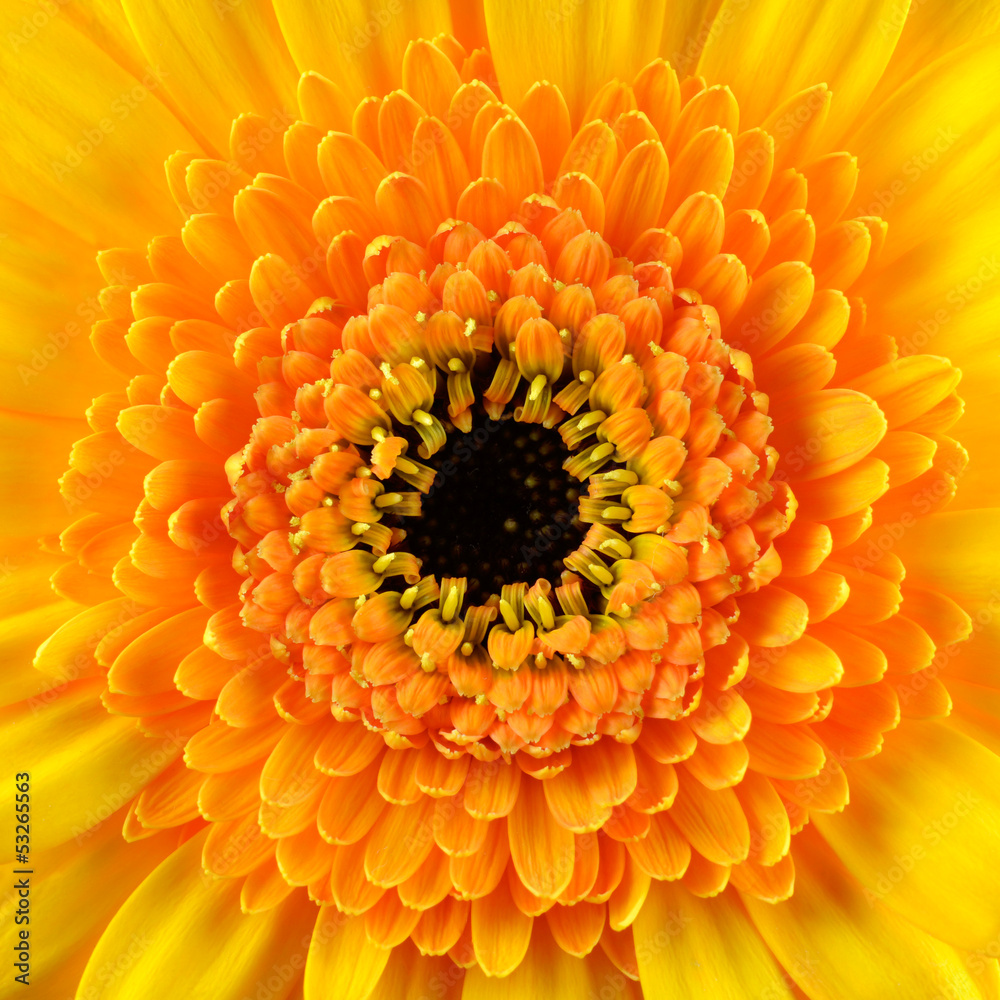 Square Gerbera Marigold Flower Macro Square Gerbera Marigold Flower Macro