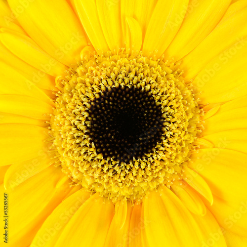 Square Macro of  Yellow Gerbera Flower