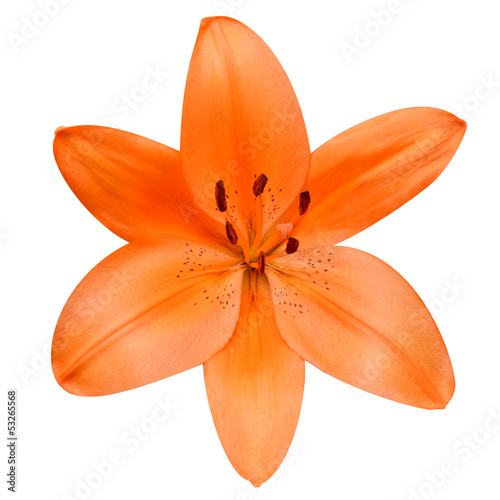 Open Orange Lily Flower Isolated on White Background