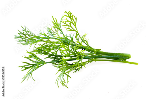 Fresh raw dill isolated on white