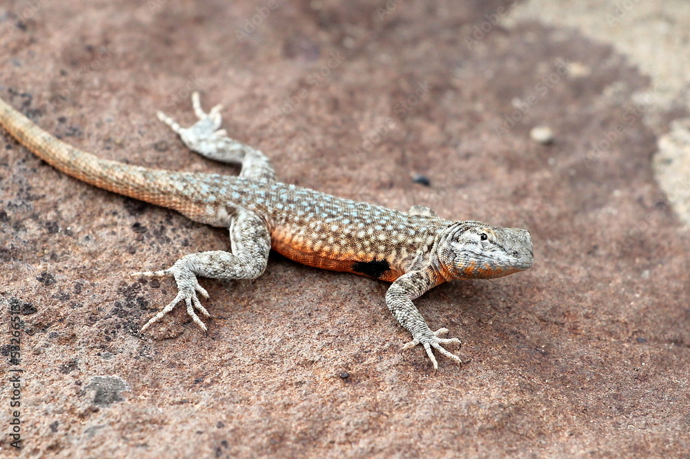 Side-blotched Lizard on a Rock Side-blotched Lizard on a Rock