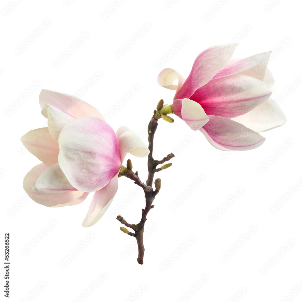 Naklejka premium decoration of magnolia