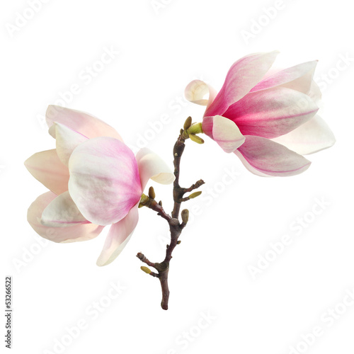 decoration of magnolia
