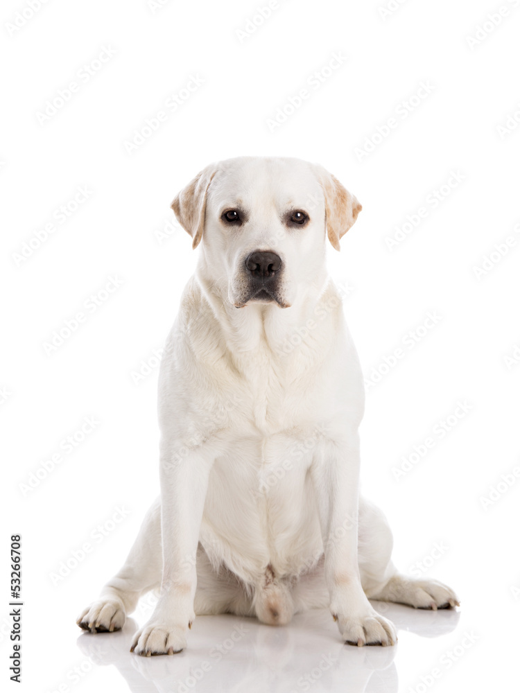 Labrador dog sitting on floor