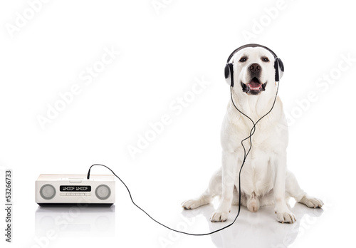 Fototapeta Naklejka Na Ścianę i Meble -  Labrador listen music